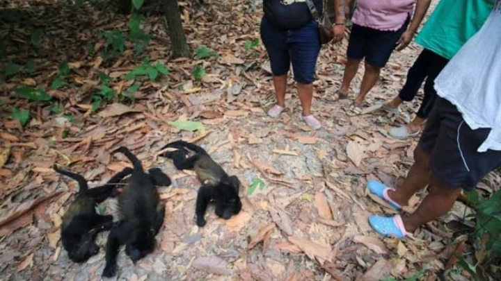 Howler monkeys drop dead during Mexico heat wave