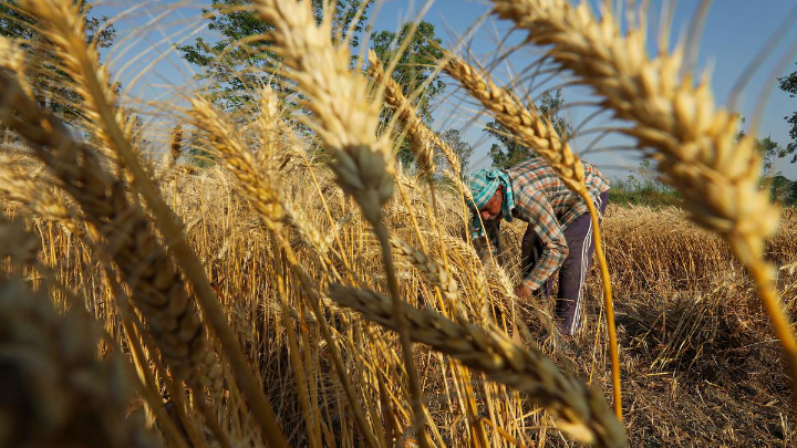 Bangladesh conveys that it needs to import at least 6.2 million tonnes of wheat from India 