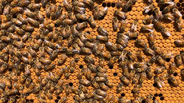Lockdown for Australian bees as pest detected near port