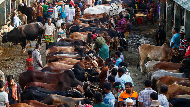 Sacrificial animals prices will soar if extortion not stopped