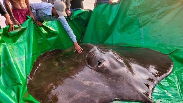Fisherman in northern Cambodia catches the world’s largest freshwater fish ever 