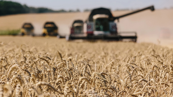 Russia's invasion of agricultural power Ukraine disrupts global wheat market