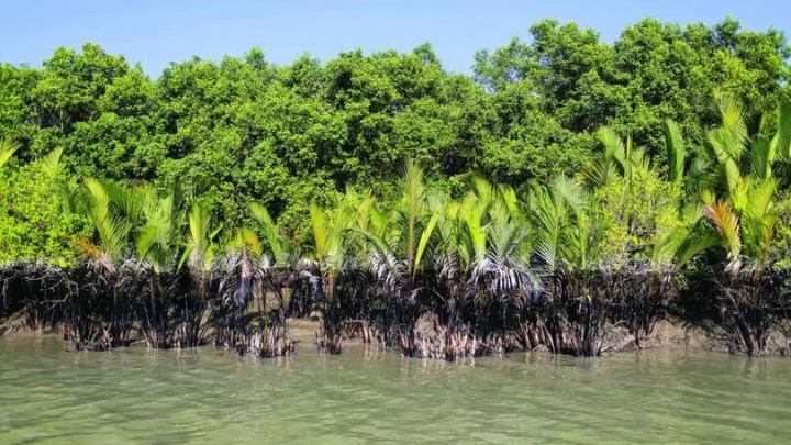 Mangrove deltaic forest gets its serenity back