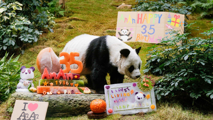 An An, the world's oldest male giant panda under human care died y at age 35