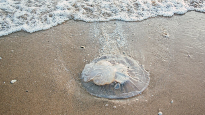 Dead jellyfishes wash ashore the Cox’s Bazar sea beaches