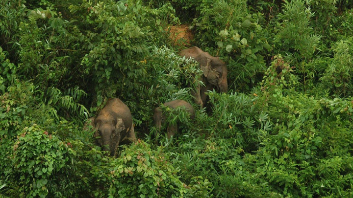 Farmer files GD against wild elephants for destroying crops in Cox’s Bazar