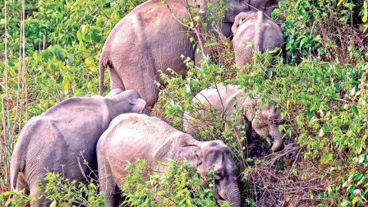 GD against wild elephants for destroying crops in Cox’s Bazar