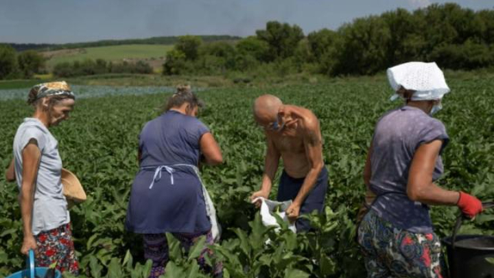 Combine harvester lies crippled in a field of eastern Ukraine