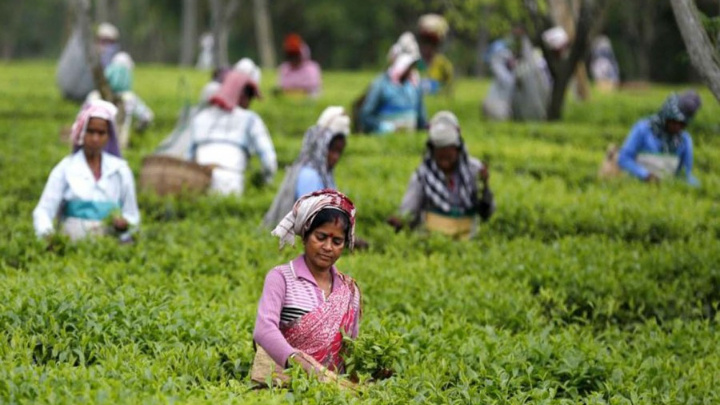 Tea workers will continue demo for Tk 300 wage