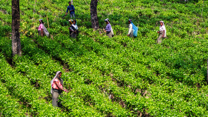 Nirmalendu demands daily wage of tea workers raised to Tk 300