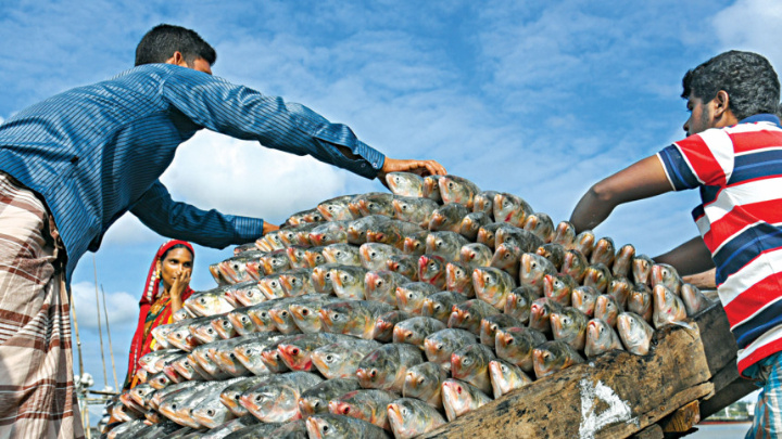 Traders apply to export Hilsa to India ahead of Durga Puja