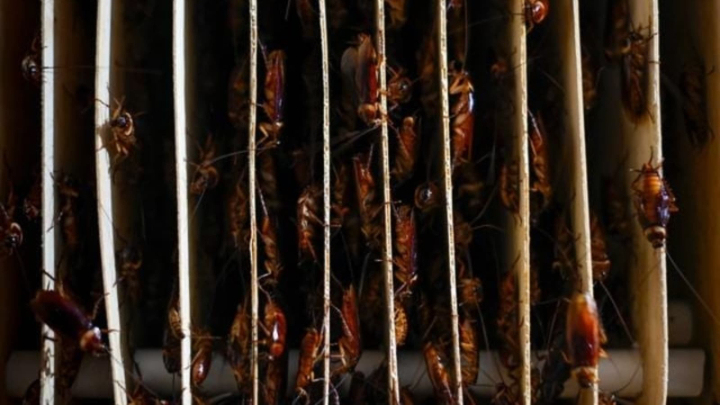  2 cafeterias in Pak’s Parliament House sealed after cockroaches found in food