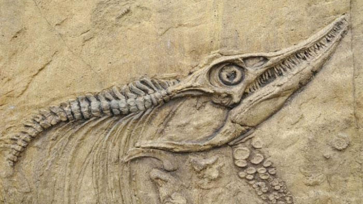 Bangladesh National Museum collects four 70,000-year-old dinosaur fossils