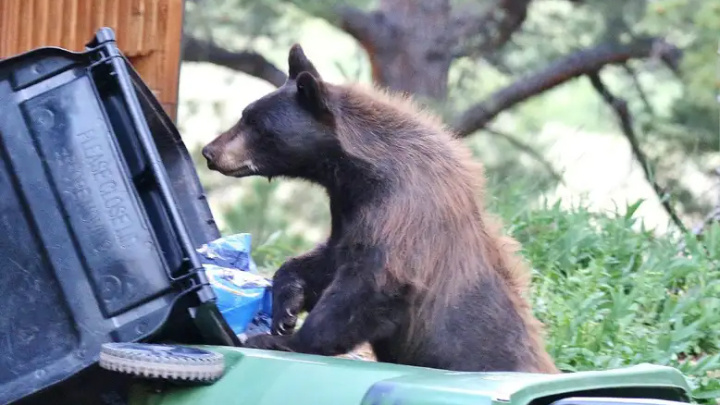 Black bears have made a comeback – and now they're in the backyard