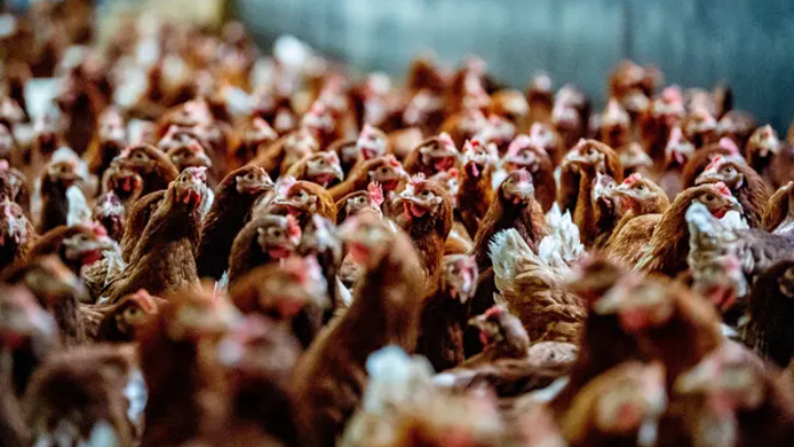 Chickens from a poultry farm in Zeewolde are kept indoors. Photograph: Robin Utrecht/Shutterstock