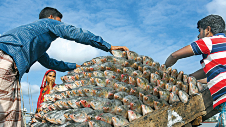 Government has imposed a 22-day ban on catching hilsa from October 7 to October 28