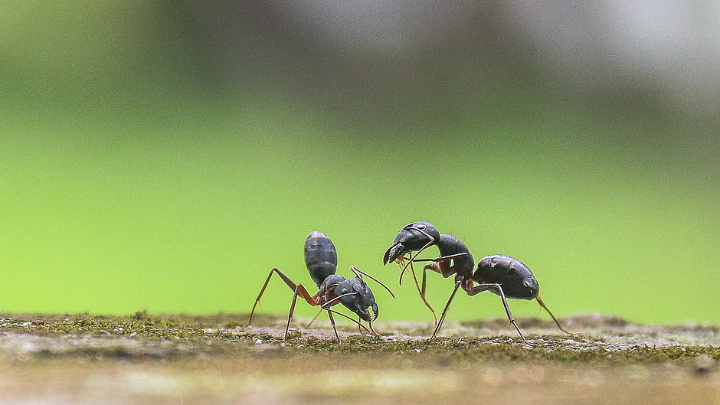 Photo shows a pair of ants interacting each otheri. Picture was taken from Mujgunni area of Khulna city on 31 August, 2021.Saddam Hossain