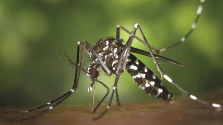 27 wards under DNCC and DSCC are at risk of contracting dengue
