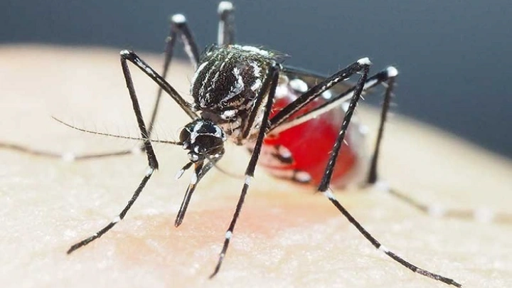 Super-resistant mosquitoes in Asia pose growing threat: study