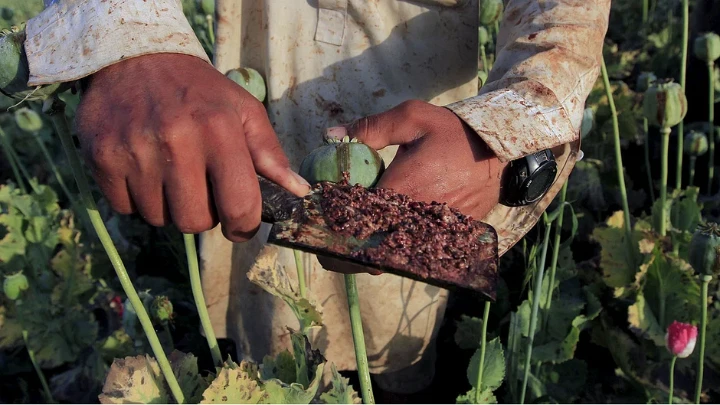 Raw opium from a poppy head is seen at a poppy farmer's field.  Reuters