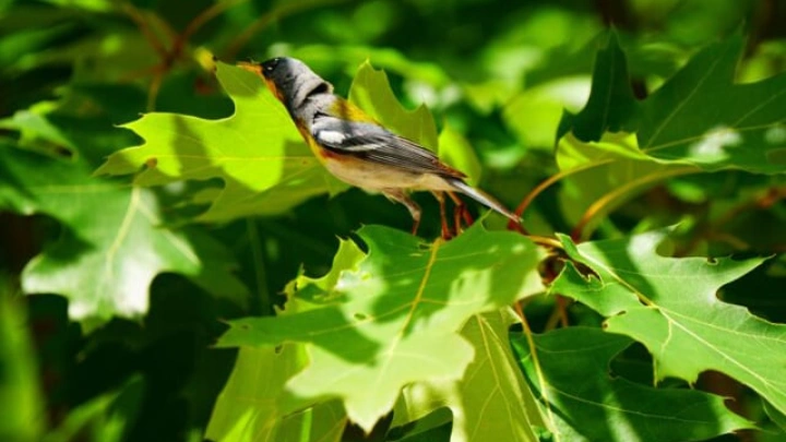 Birds, beetles, bugs could help replace pesticides: study