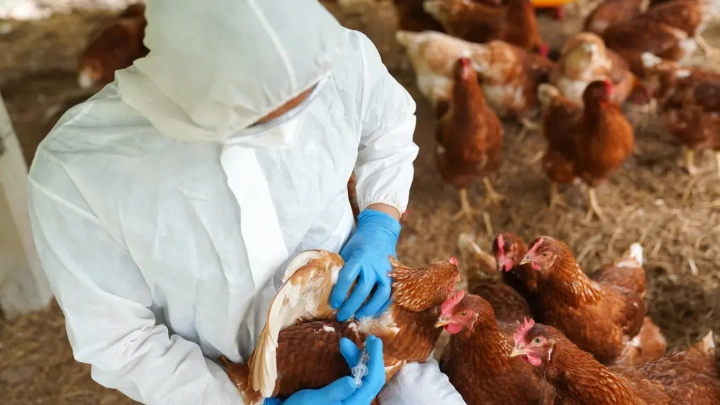 Bird flu viral fragments found in pasteurized milk: US officials