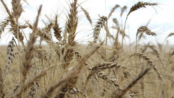 The crop is seen in a wheat field ahead of annual harvest near Moree, Australia, October 27, 2020. REUTERS/Jonathan Barrett/File Photo