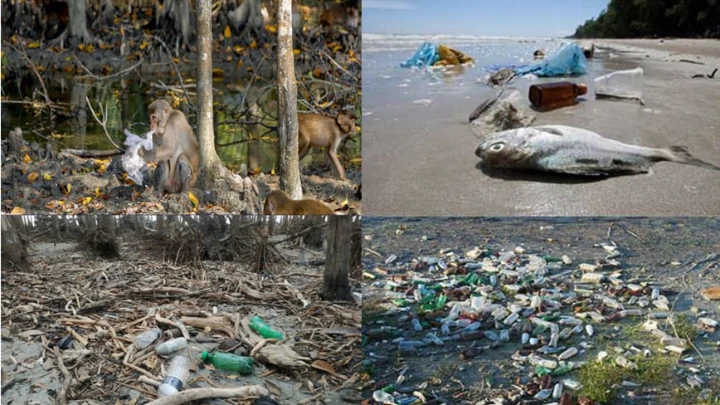 Plastic pollution poses threat to ecosystem, biodiversity of Sundarbans 